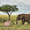 The [Pink] Elephant Bag